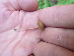 Conocybe cyanopus