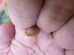Conocybe cyanopus