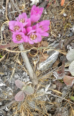 Armeria maritima californica