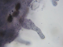 Conocybe cyanopus