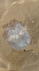 Dactyliophorae