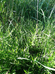 Pombalia verticillata