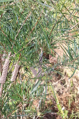 Melaleuca linearis linearis