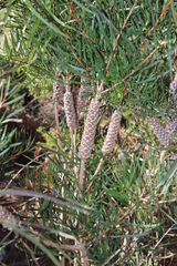 Melaleuca linearis linearis
