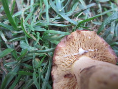 Lactarius volemus image