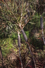 Melaleuca linearis linearis