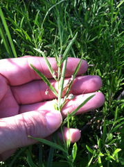 Pombalia verticillata