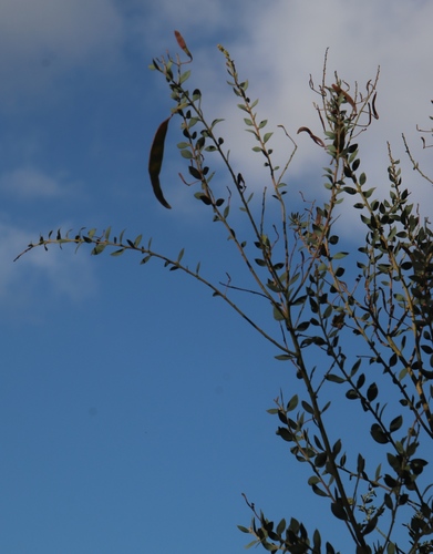 Image of Acacia piligera by (c) Tony Rebelo, some rights reserved (CC BY-SA)