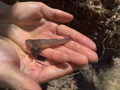 Etheostoma artesiae