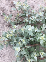 Atriplex laciniata