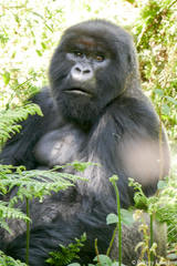 Gorilla beringei beringei