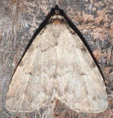 Dyspyralis puncticosta