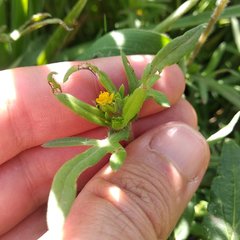 Melampodium sericeum