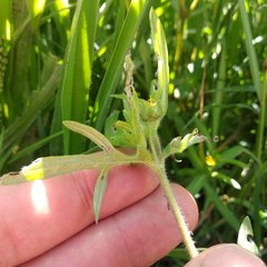 Melampodium sericeum