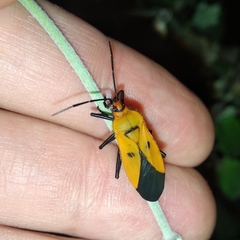 Oncopeltus varicolor