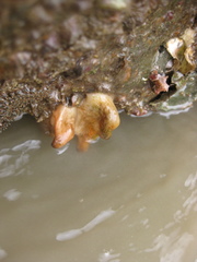 Asterocarpa coerulea