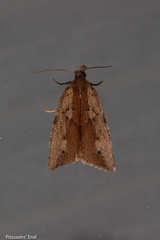 Planotortrix notophaea