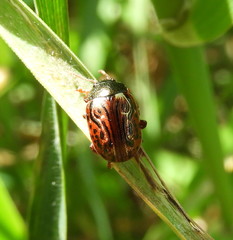 Calligrapha philadelphica