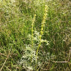 Ambrosia confertiflora