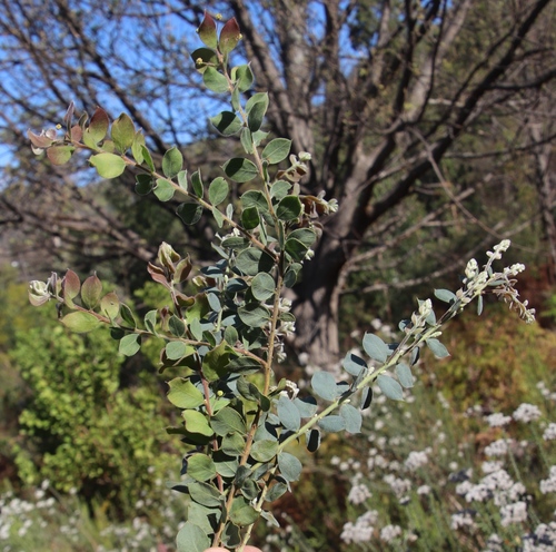 Image of Acacia piligera by (c) Tony Rebelo, some rights reserved (CC BY-SA)