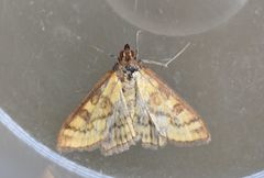 Mecyna flavalis