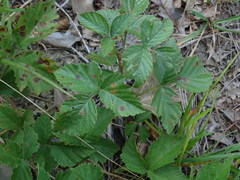 Rubus jaysmithii
