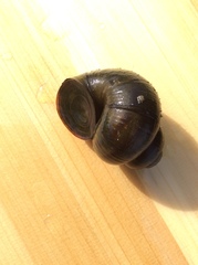 Viviparus contectus