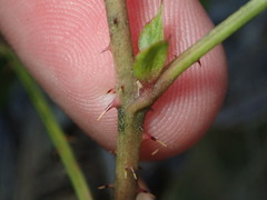 Rubus jaysmithii