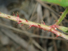 Rubus jaysmithii