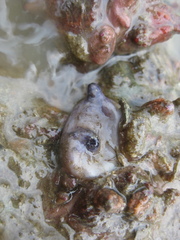 Asterocarpa coerulea