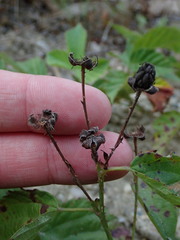 Rubus jaysmithii