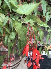 Begonia boliviensis