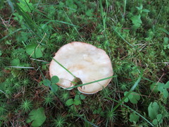 Suillus placidus