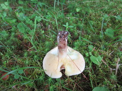 Suillus placidus