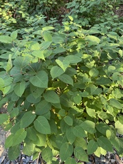 Reynoutria japonica