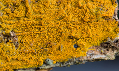 Crustodontia chrysocreas