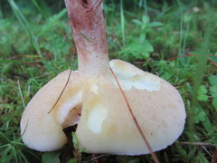 Suillus placidus