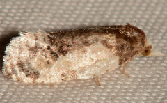 Henricus edwardsiana