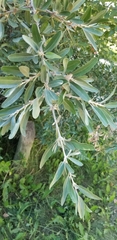 Elaeagnaceae