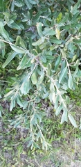 Elaeagnaceae
