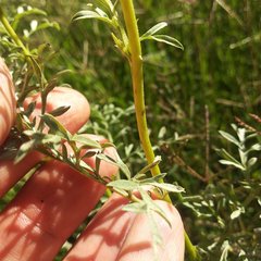 Ambrosia confertiflora
