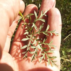 Ambrosia confertiflora