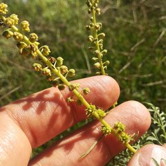 Ambrosia confertiflora