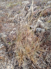 Festuca ammobia