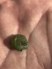 Dictyosphaeria cavernosa