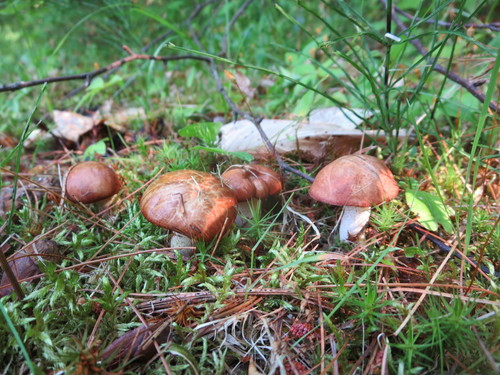 Fuscoboletinus weaverae image