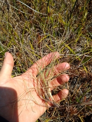 Festuca ammobia