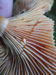 Lactarius thyinos