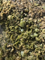 Dictyosphaeria cavernosa