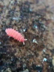 Bilobella braunerae